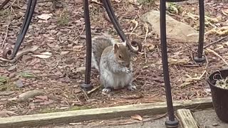 Fat Squirrel Feasting