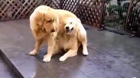 Dog Hiding Under Another Dog Funny Video