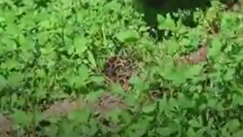 Guy risks his life to save viper who fell in a well 💚