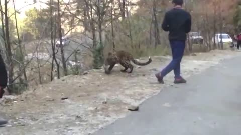 Viral Video Of Leopard 'Playing' With People in india