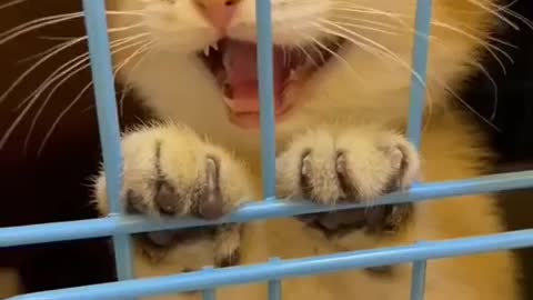 Cat gives Amazing Sound on Video 🐈