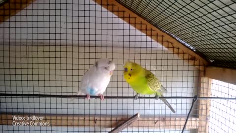 Slow motion parrots sound like dinosaurs
