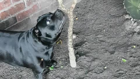 Dog Has Issue with Tree