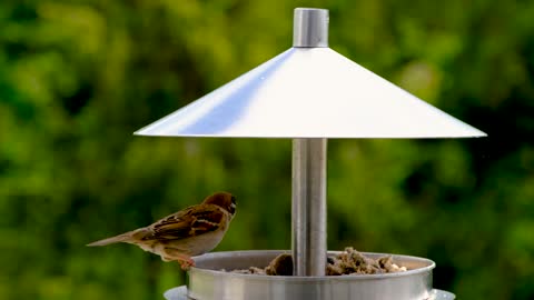 bird-blue-tit-tit-feeding-