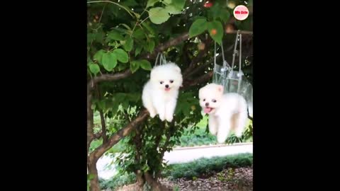 Funny and Cute Pomeranian Funny