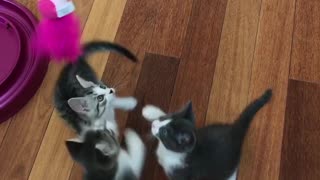 Kittens come running