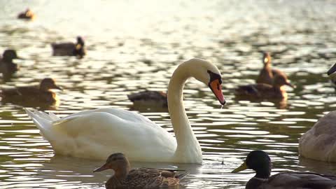 White swan swimming and putting head underwater| Cinematic HD views|