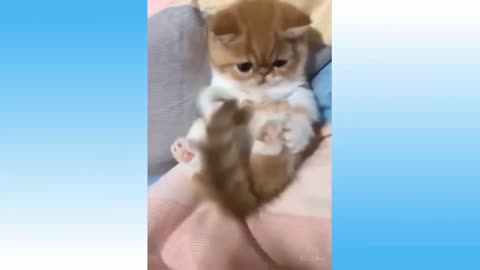 Lovely Kitten