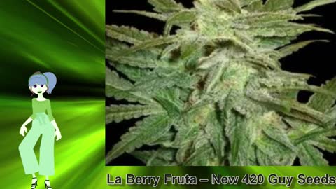 La Berry Fruta – New 420 Guy Seeds