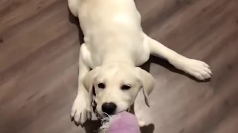 Funniest & cutest Labrador puppies #8 -funny puppy videos 2022