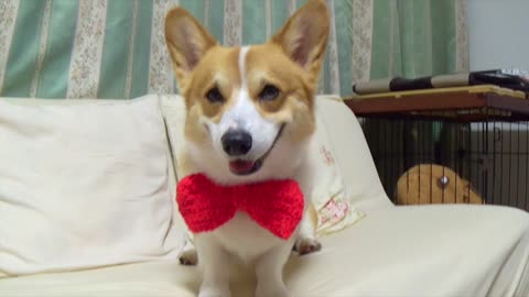 Pup Is All Too Happy To Model A Bow Tie His Owner Knit For Him