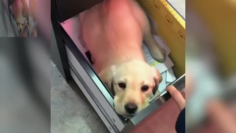 The dog hides in the drawer