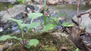 An Autumn Forest Stream with Trickling Sounds of Water Relaxing Comforting