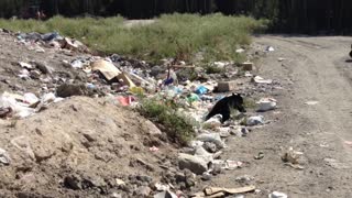 Guy Walks up to Bear Cubs...With Mother Bear in Sight