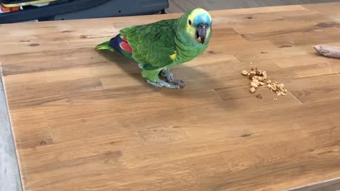 Parrot eats peanut with one hand