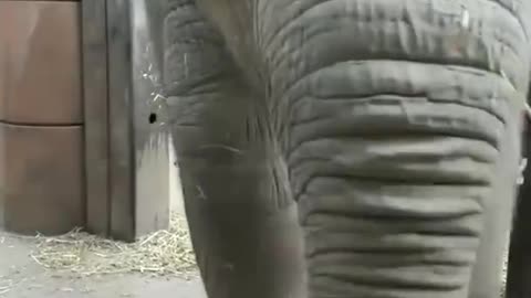 Cute Baby elephant animal