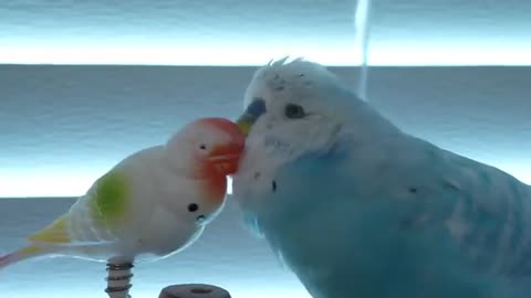 ENGLISH BUDGIE PARAKEET TALKING TO HIS LITTLE FRIEND