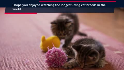 🐈 All Cats Lifespan - TOP 100 Longest Living Cat Breeds! #1