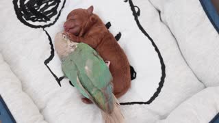 Newborn Pup and Bird Take Nap Together
