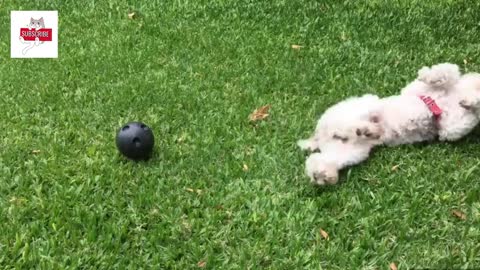 DOS LINDOS CACHORROS JUGANDO ☺️