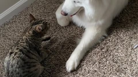 Funny game of dogs and cats