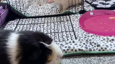 snack_time__ #guineapig #uineapigs #pet
