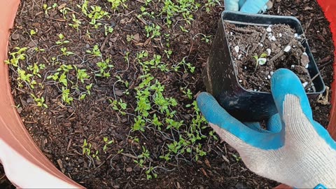 Growing celery: part 2.