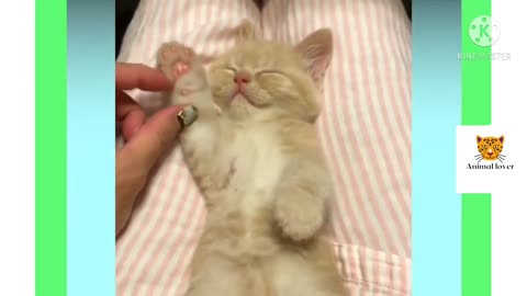 Oh So Adorable! Cute Cats meowing