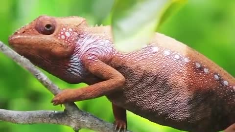 Chameleons are creatures that change color in order to be afraid