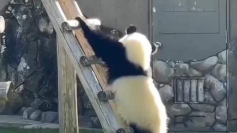 Cute panda stepping down from the ladder