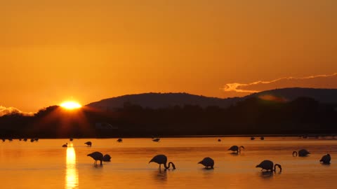 It's just a Flamingo Kind of Sunset.......