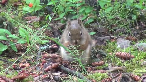 Cleaver and Hardworking Squirrel cute video