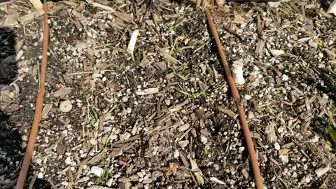 Direct Sown Spinach Sprouts Update - 3-15-22 Sown, 3-29-22 Update