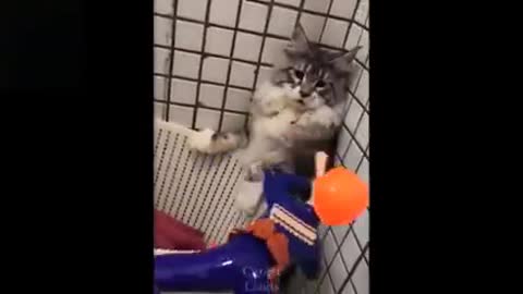 Try not To Laugh,Cute Funny Pets