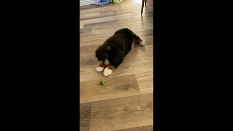 Bernese puppy has adorable first encounter with broccoli