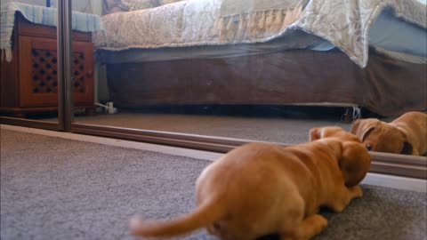 A Cute Dog Fights With His Reflection In The Mirror