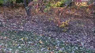 Fetch in the leaves