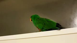 Chatty parrot loves to talk most when he's in the bathroom