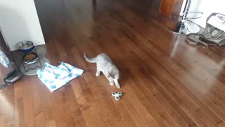 Kitten plays with fidget spinner