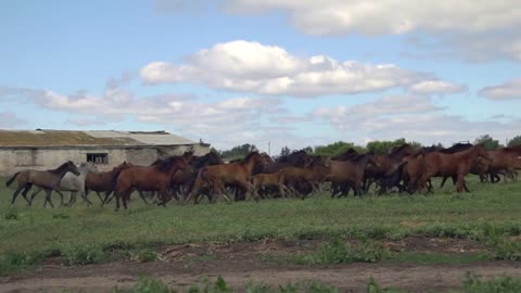 Herd of horses galloping on the background of an old abandoned farm