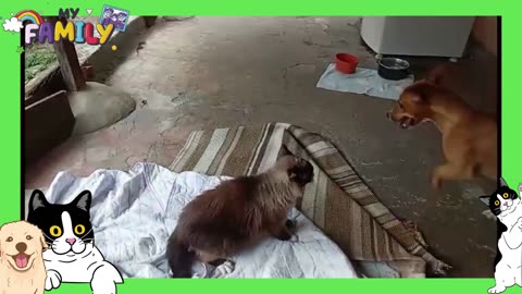 The Most Beautiful Dog and Cat Friendship Playing Together!
