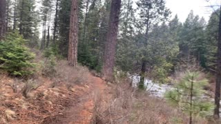 River Shoreline Hike Through Classic Pine Forest – Central Oregon