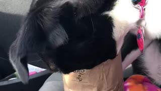 Dog has a little snack 🍿