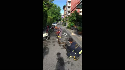 Snake Climbs Four Stories into Apartment Building