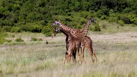 In Africa, majestic wild giraffes compete for dominance.