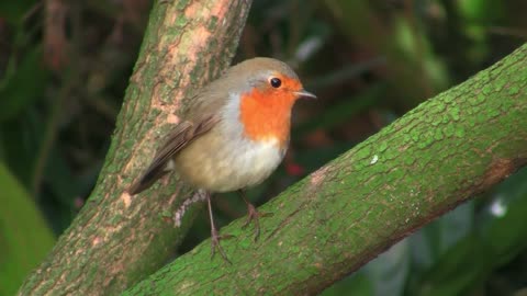 Robin bird 🐦 redbreast