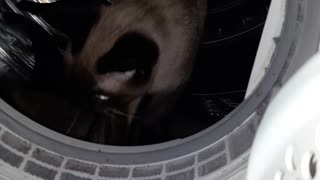 Cat in the dryer