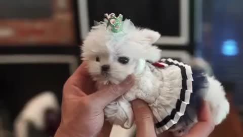 WATCH THE SMALLEST CUTE DOGS IN THE WORLD