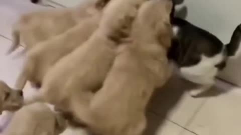 Cute dog baby group Attact cat, Funny video