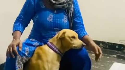 Dog training video dog training video